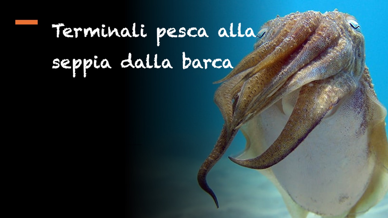 Terminali pesca alla seppia dalla barca