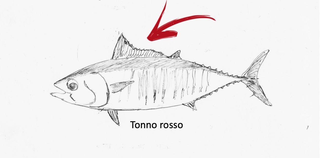 Tombarello, alletterato e tonno rosso (giovane): impariamo a distinguerli.
