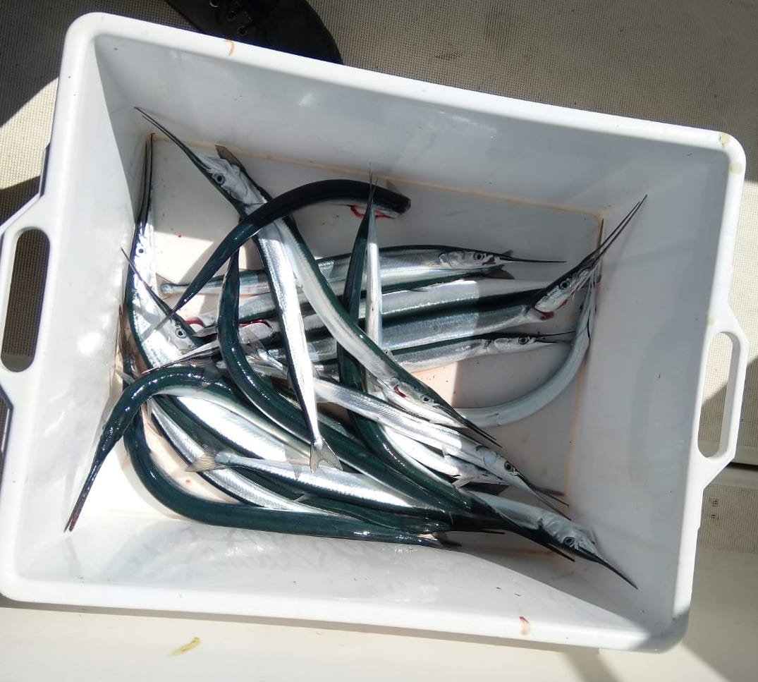 A pesca di aguglie con Paolo